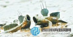 小學課文引爭議 “彈涂魚上樹吃蝸?！彪x